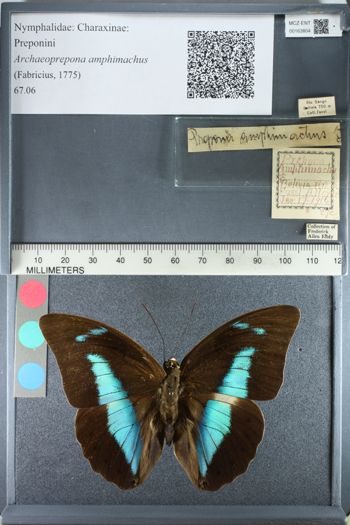 Media type: image;   Entomology 163804